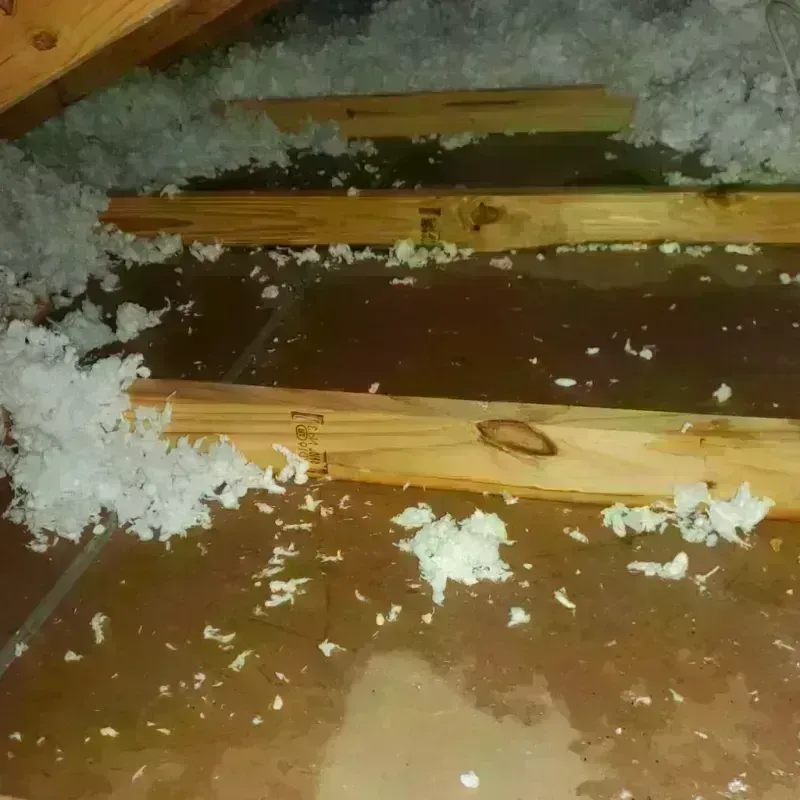 Attic Water Damage in Jefferson County, CO